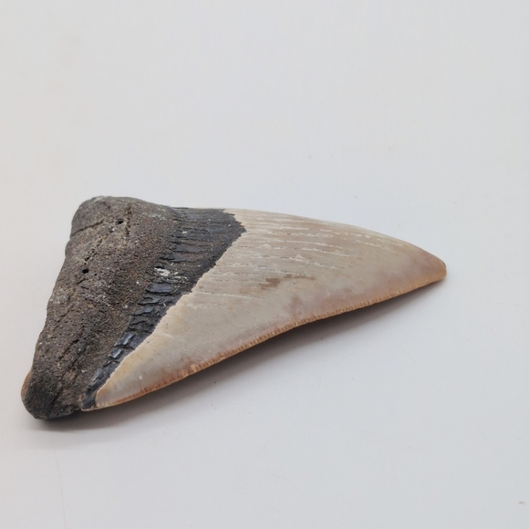Real Otodus Megalodon Fossilized Shark Tooth 3 In Beautiful Colors - Picture 5 of 11